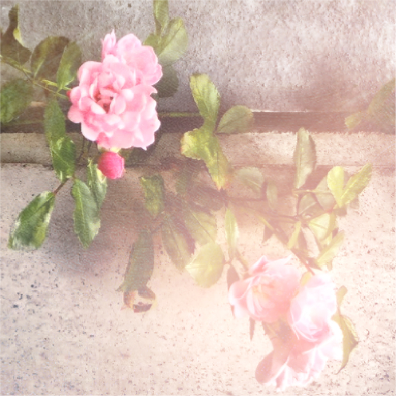 2020.8.17 哈圖莓村 日曬-08.jpg